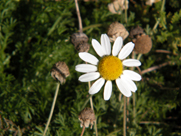 upcoming aromatherapy classes